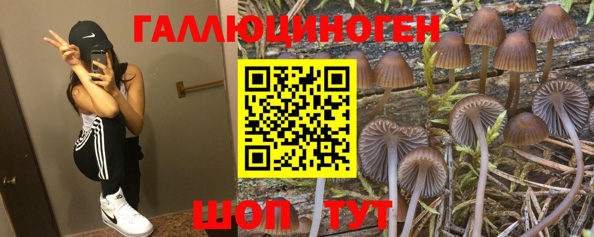 Галлюциногенные грибы Psilocybine cubensis Гусев